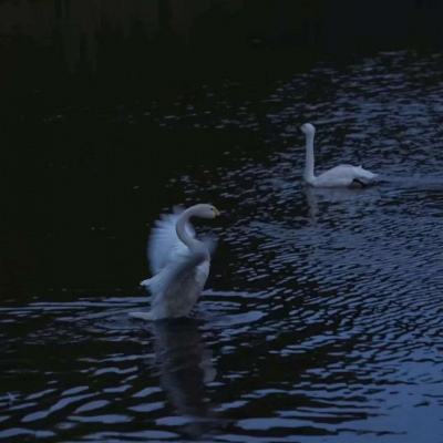 单机的打鱼游戏app下载